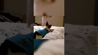 Dogs &amp; Cats: The Ultimate Cuteness Overload! Prepare to Awww! #shorts