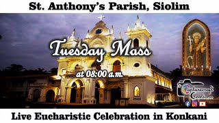 Tuesday Konkani Mass Live at 8.00am, 14th May 2024 | St Anthony's Church Siolim