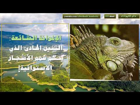 الإغوانة الشائعة: التنين الهادئ الذي يحكم قمم الأشجار الاستوائية!