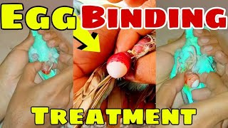 Parrots Egg Binding Symptoms Egg Binding Solution Hindi How To Treat Egg Binding Urdu