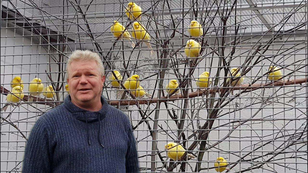 Teil 27. Kanarienvögel. Besuch beim Züchterfreund Marcus in Höxter