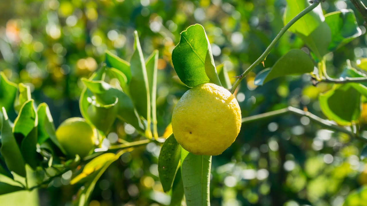 Yuzu is grown right here in New Jersey - YouTube