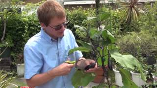 How to Grow and Care for eggplant Part 7  Crop,Additional fertilizing