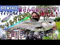 【神回】シャルダス様!やっと…やっとデイゲームシーバス釣れました!毎日旧江戸川シーバス!よろしくおねがいします!