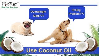 Coconut Oil - Dog's Best Friend | Used for Joint Problems, Itching & Weight Loss @PupkittPetCare