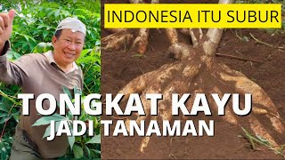 INDONESIA ITU SUBUR ; TONGKAT KAYU JADI TANAMAN - Susno Duadji