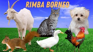 Kambing,Kucing,Ayam,Itik,Anjing,Tupai-Suara Haiwan