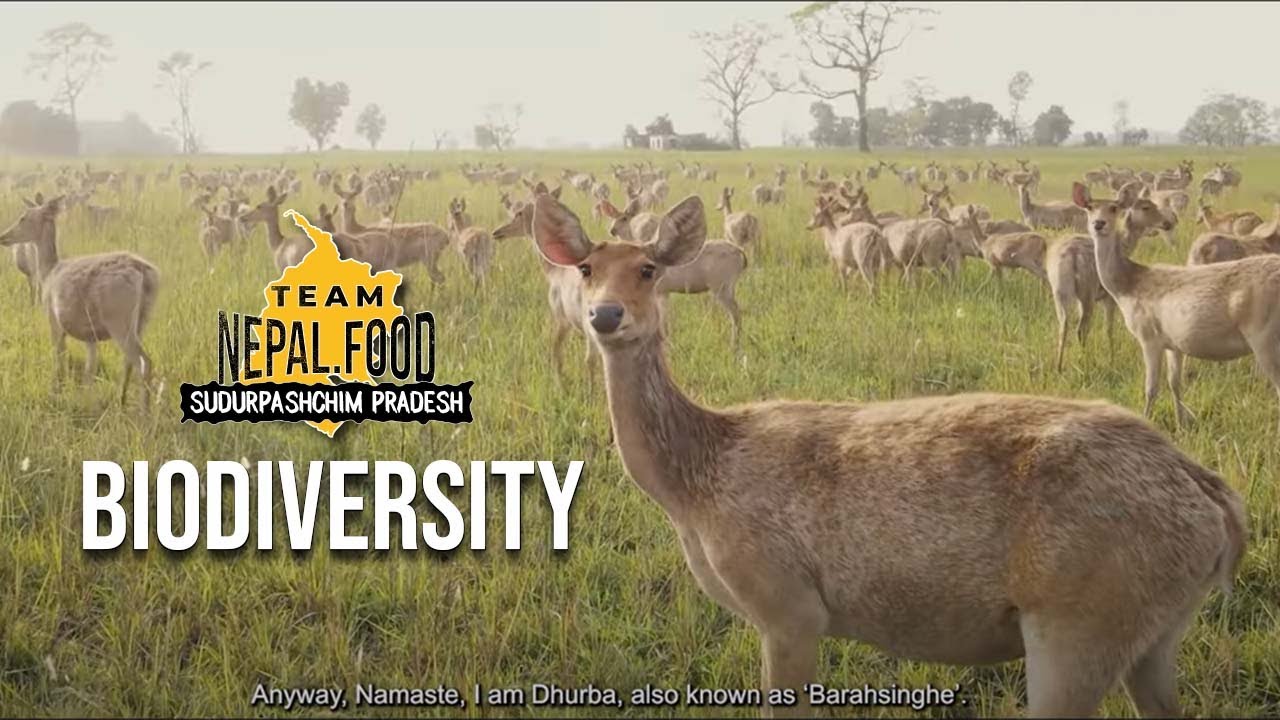Team Nepal.Food - Biodiversity | सुदूरपश्चिम प्रदेश | Imagine Nepal