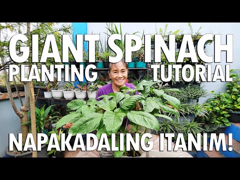 Video: Pag-aalaga ng Halaman ng Lagos Spinach: Paano Palaguin ang Lagos Spinach Celosia