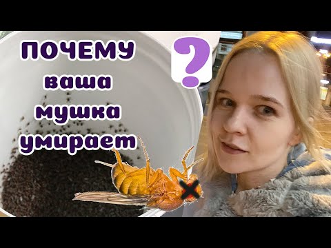 Муха дрозофила: летние проблемы и их решение.