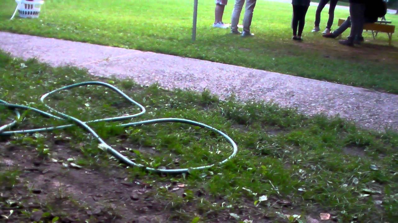 Palm Tree Song YouTube