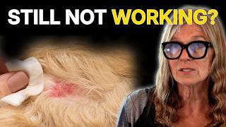 Why Your Dog Is Still Itchy (Even After Treatment)