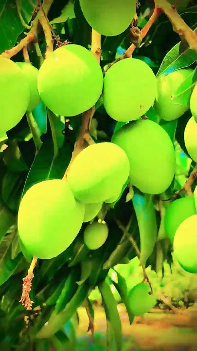 કેરી ની સીઝન આવી ગઈ.!!  #mango #mangoes #farming  #trending