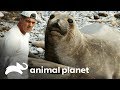 Elefante-marinho pesa cerca de 2 toneladas | Perdido na Califórnia | Animal Planet Brasil