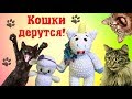 Мы среди кошек! Кошки дерутся!