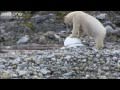 Polar bears smash the spy cams  polar bear spy on the ice  bbc one