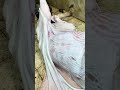 القوه سلخ عجل البقره بالكامل يبلغ من العمر 25 عام كيفيه استخراج نقش اقوي تخطيط اللحم البلدي