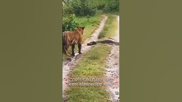 python Vs Tiger Woods 🐅#tiger #wildlife #shortsfeed #animals