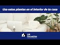 Usa estas plantas en el interior de tu casa