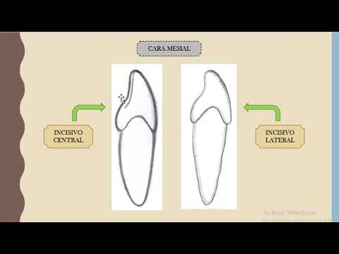 Vídeo: Diferencia Entre Incisivo Maxilar Central Y Lateral