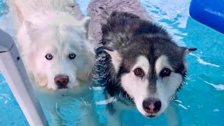 My Huskies Refuse To Leave The Pool | Tonka Slowly Backs Away When Told To Get Out