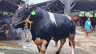 SAPI FH 1.2 TON, MALBOR JUMBO, BELGIAN BLUE CROS SOLD 🔥TABUNGAN SAPI QURBAN 2027 @KandangBTM