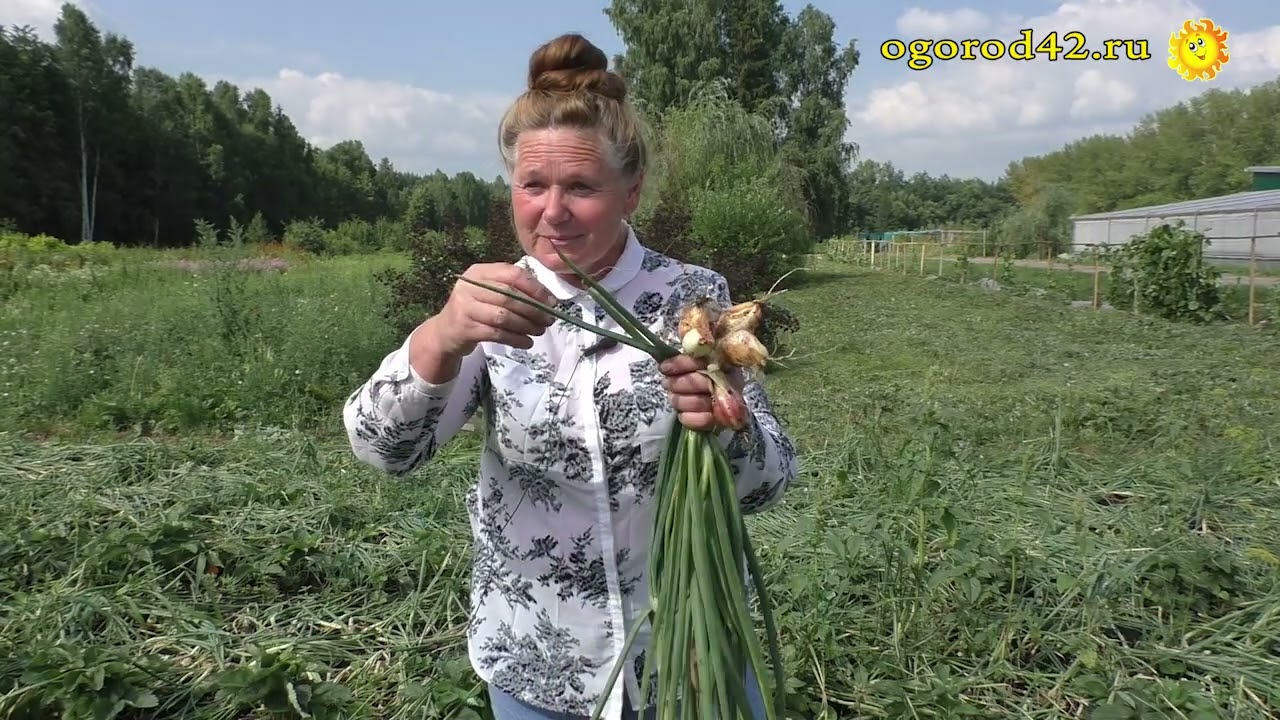 Оздоровление и омоложение лука шалота. Надежный способ! Возьмите на заметку.