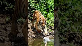 Royal bangla tiger attack on fish #shortsviral #youtubeshorts