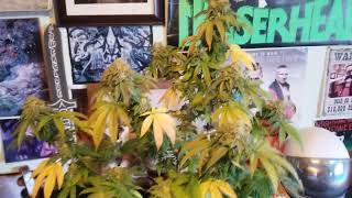 Sherbet Cookies
