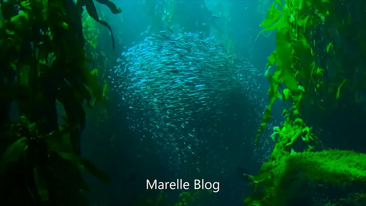 Lord of the Dawn music by Jesse Gallagher  (Marelle Blog)