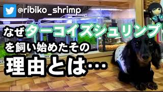 ターコイズシュリンプを飼い始めた理由