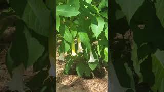 Roots may grow old in the ground &amp; its stump die in the soil, yet at the scent of water it will bud 