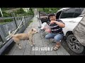 露宿橋上，被人類拋棄的流浪貓狗太可憐了，煮麵條給貓狗吃
