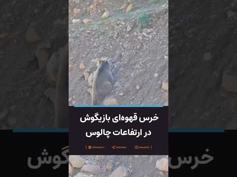 خرس قهوه ای بازیگوش در ارتفاعات چالوس
