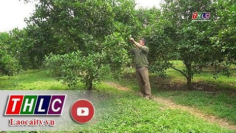 Dân tộc và phát triển (31/10/2023) | THLC