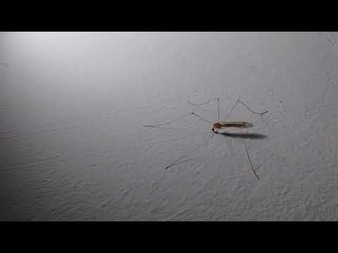 Wideo: Inwazyjny Komar Aedes Japonicus Japonicus Rozprzestrzenia Się W Północno-wschodnich Włoszech