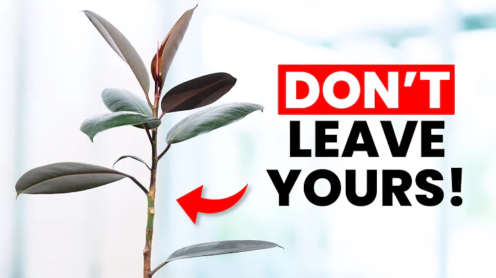 I Stopped Killing My Rubber Plant Once I Knew This