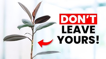 Ik stopte met het doden van mijn rubberplant toen ik dit wist