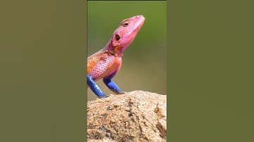 Why do lizards constantly do push-ups?  #animals #wildlife #lizard