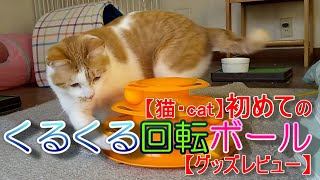 【猫・cat】はじめてのくるくる回転ボール【グッズレビュー】