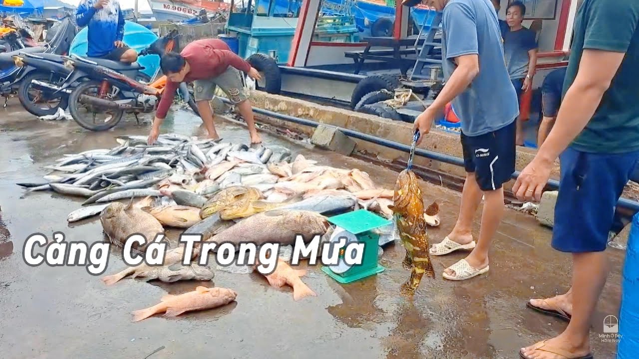 Một ngày mưa ở cảng cá An Thới/ A Rainy Day at An Thoi Fishing Port.