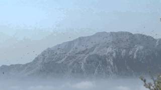 White Stork Migration Above Pelayo Spain