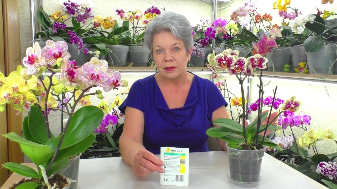 Щитовка - СЮРПРИЗ на НОВЫХ Орхидеях.  Актара - как делать обработку от насекомых вредителей?