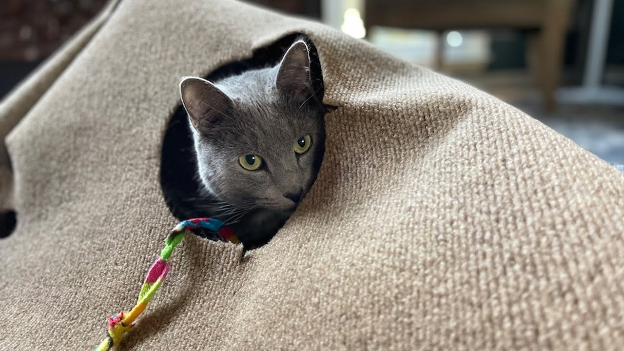 Ripple Rug Cat Activity Mat YouTube