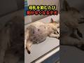 母乳を飲むたび苦しむ子犬…原因はまさかの異変でした
