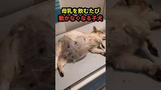 母乳を飲むたび苦しむ子犬…原因はまさかの異変でした