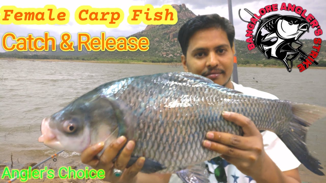 Female Fish Catch & ReleaseBangalore Anglers StrikeMadanapalle