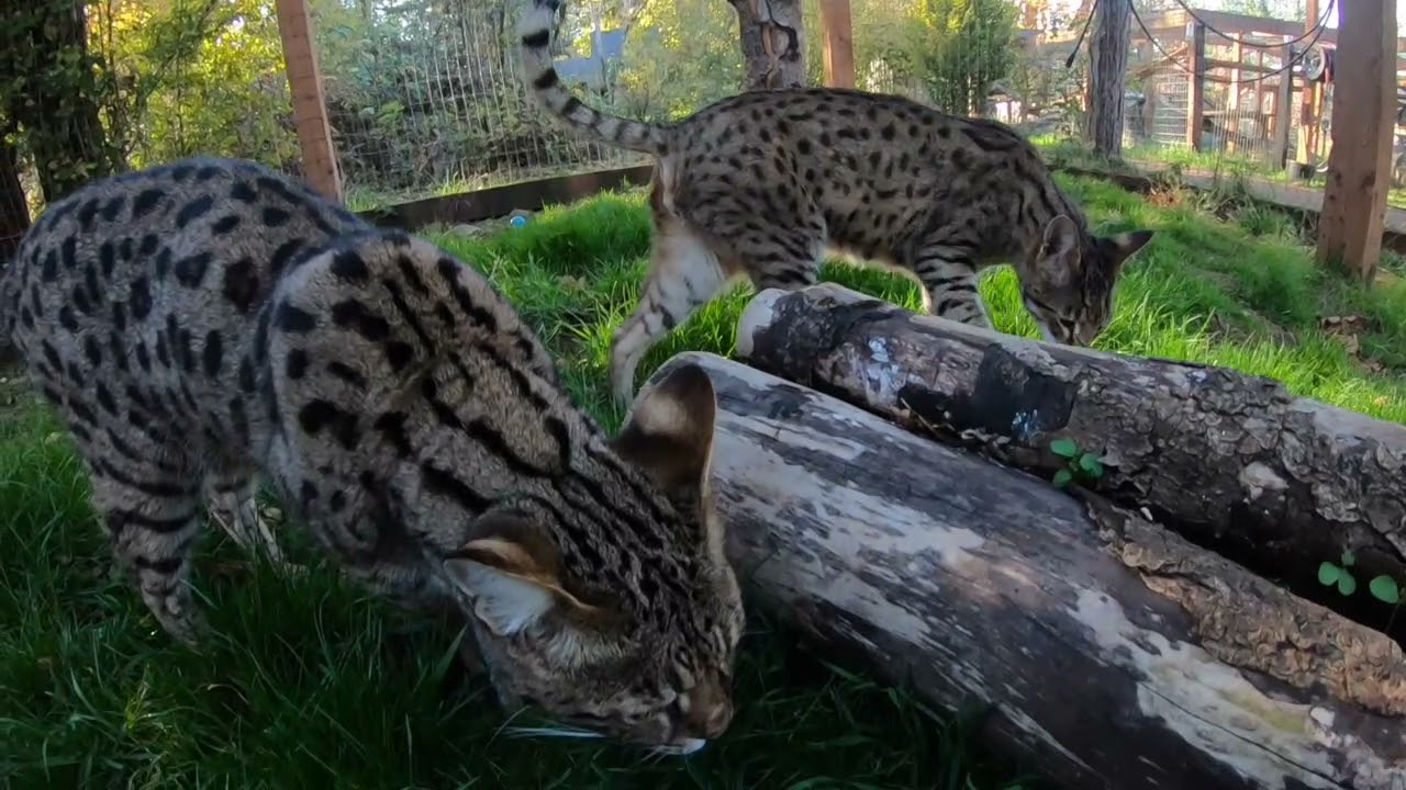 Update Hybrid cat walkabout