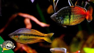 Rainbowfish and African Cichlids Fish Room Tour - Aquarium Co-Op