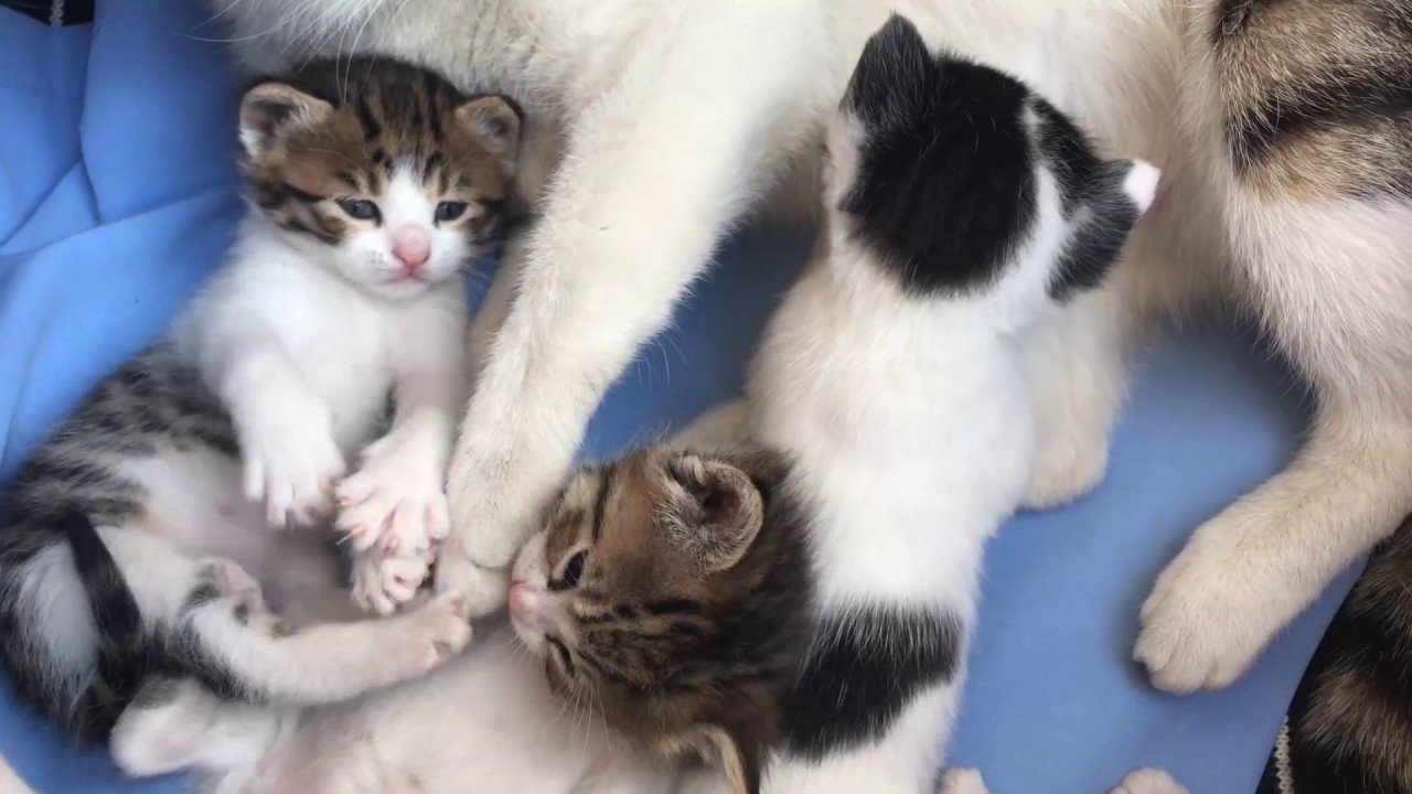 Anne Kedi Ve 4 Minnos Paticik Kedi Yavrusu Sevimli Yavru Kediler Kedio Videolari Youtube